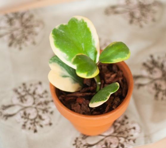 多肉葉插方法 多肉葉插方法