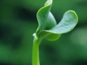 植物人格特质 植物人格特质