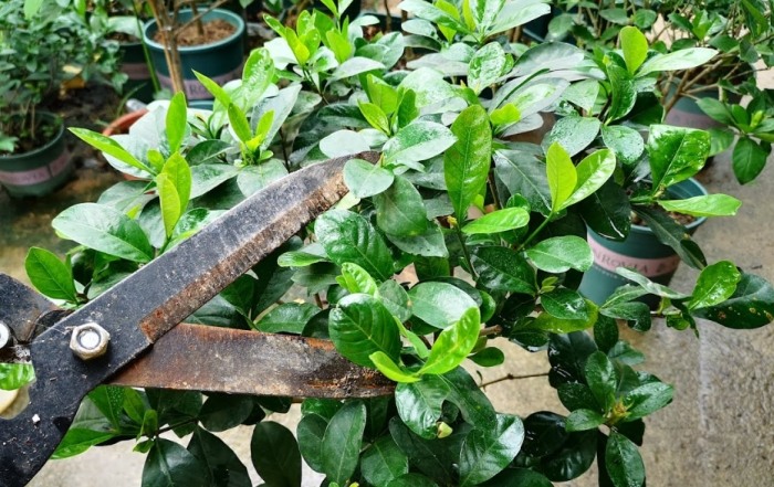 梔子花修剪方法