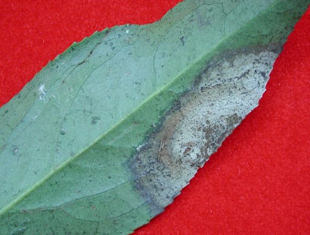 葉尖褐化原因 葉尖褐化原因