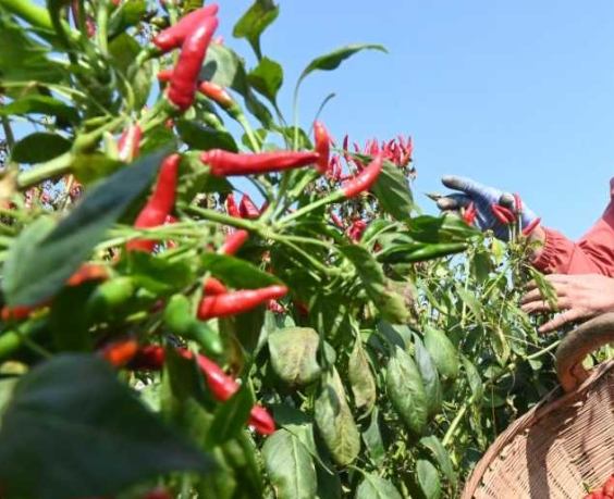 阳台种辣椒注意事项 阳台种辣椒注意事项