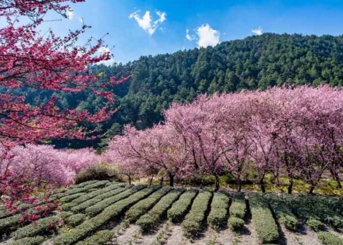 武陵農場住宿 武陵農場住宿