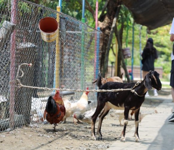 台南動物園農場 門票