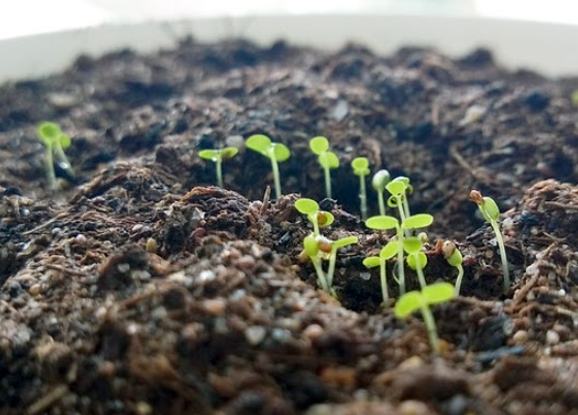 盆栽霉菌 盆栽霉菌