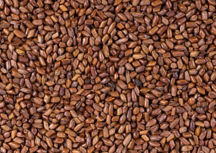 決明子紅茶飲用方法