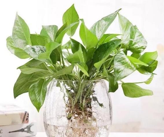 黃金葛根黑使用 黃金葛根黑使用