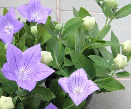 送朋友的花 送朋友的花