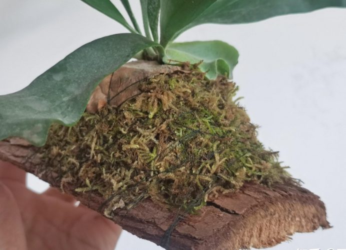 鹿角蕨水苔更換 鹿角蕨水苔更換