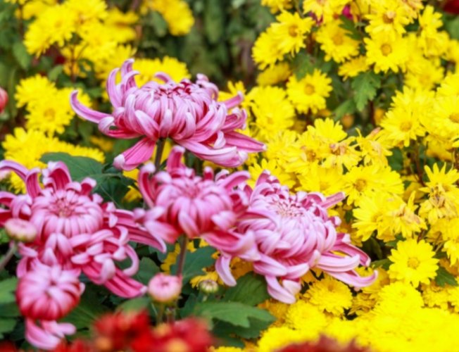 牡丹菊開花時間 牡丹菊開花時間