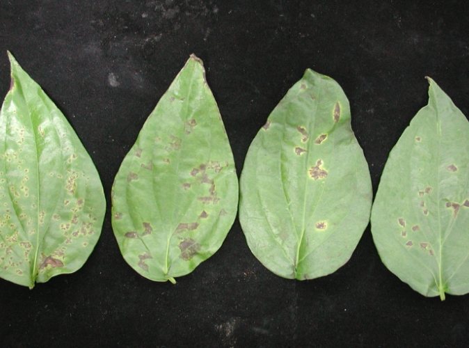 常春藤病害防治 常春藤病害防治