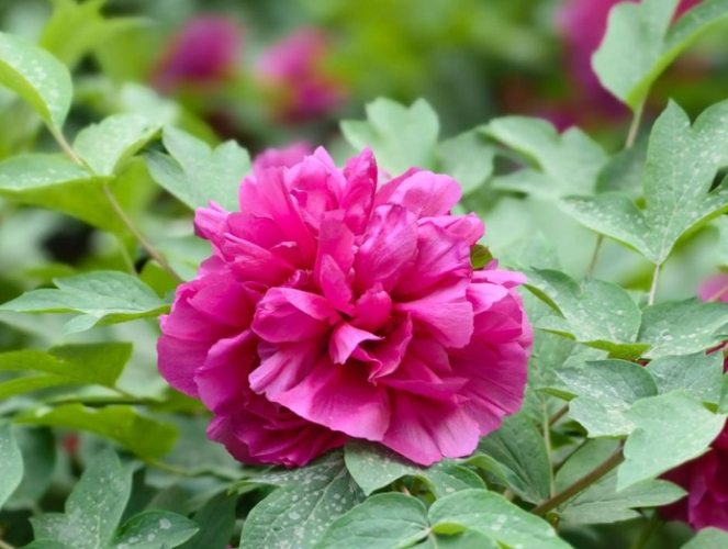 菊花花期管理 菊花花期管理