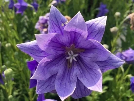 送朋友的花 送朋友的花