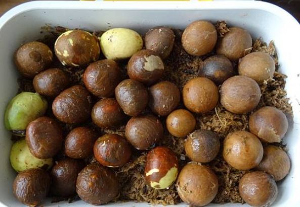 福木种子发芽方法