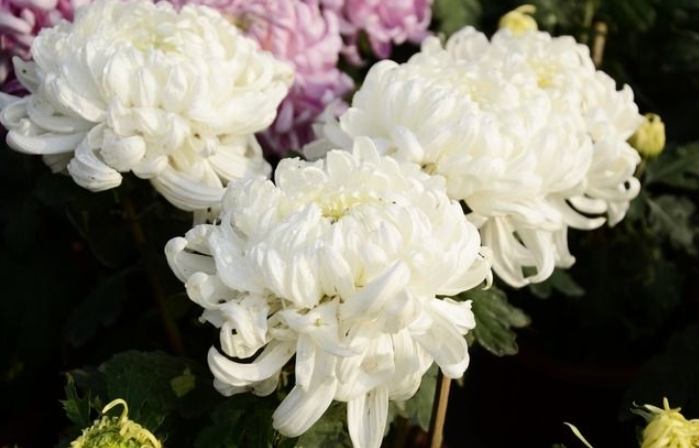 牡丹菊開花時間 牡丹菊開花時間