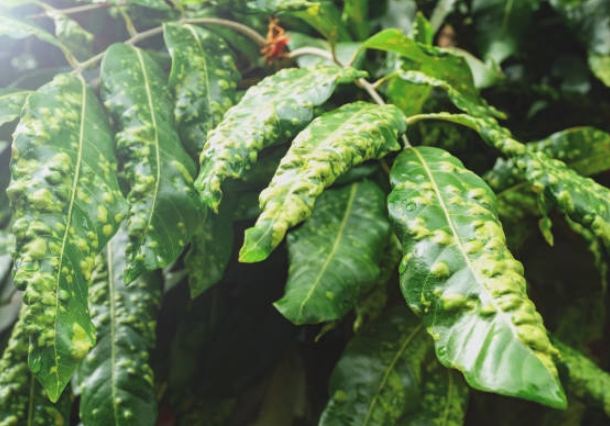 常春藤病害防治 常春藤病害防治