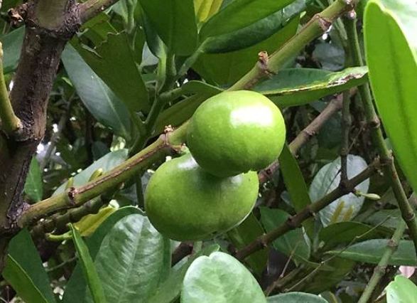 福木育苗常见问题