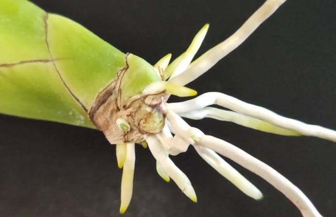 蘭花氣根太多處理