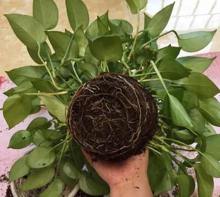 黃金葛根黑功效 黃金葛根黑功效