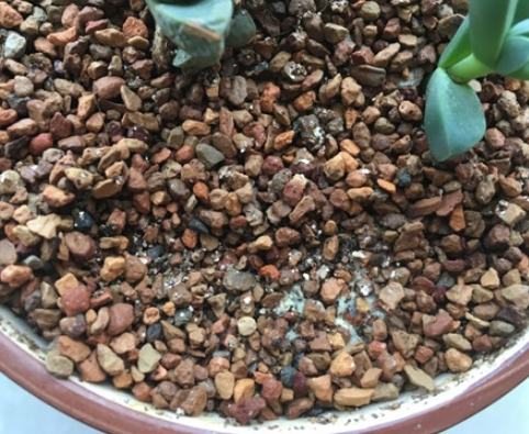 土壤發霉處理 土壤發霉處理