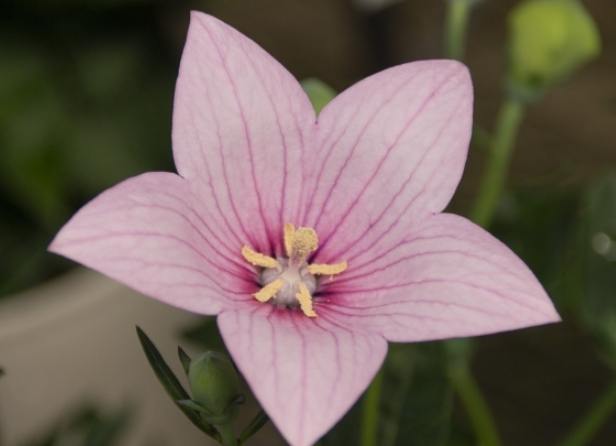 友情花語 友情花語