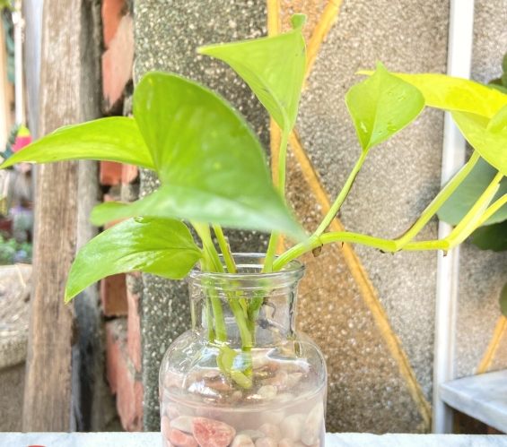 黃金葛修剪時機 黃金葛修剪時機