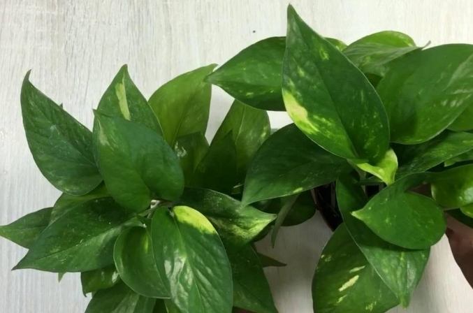 黃金葛氣根修剪方法 黃金葛氣根修剪方法