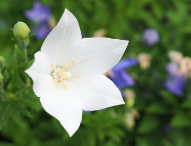 友情花語 友情花語