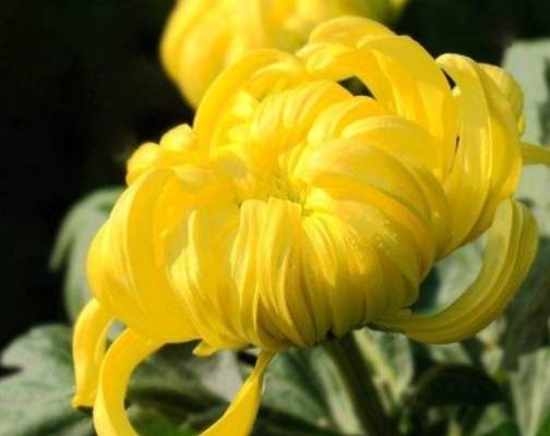 菊花花期管理 菊花花期管理