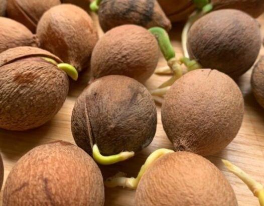 福木育苗常见问题