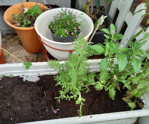 盆土發霉 盆土發霉