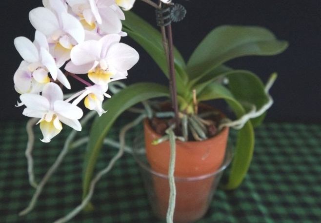 蘭花氣根太多處理