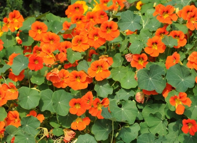 金蓮花副作用 金蓮花副作用