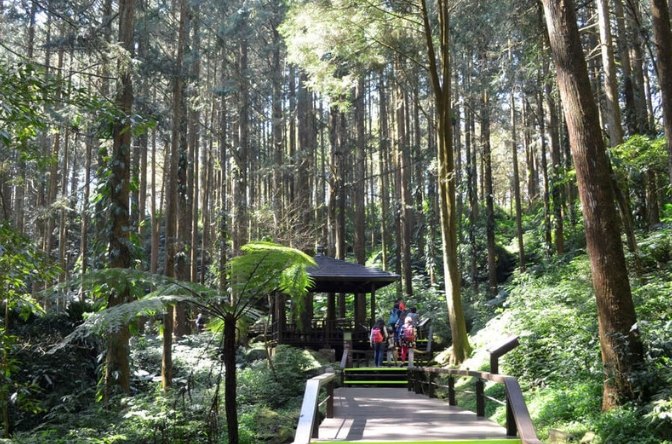 奮起湖駕駛技巧 奮起湖駕駛技巧