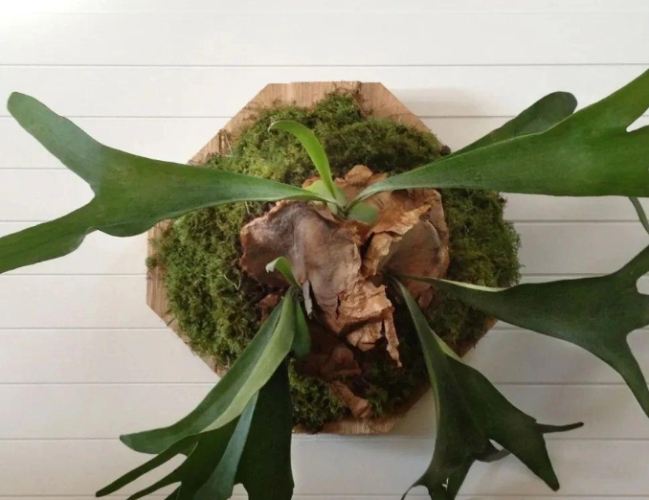 鹿角蕨養護 鹿角蕨養護