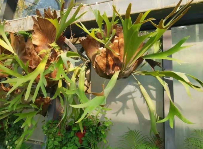 鹿角蕨水苔更換 鹿角蕨水苔更換