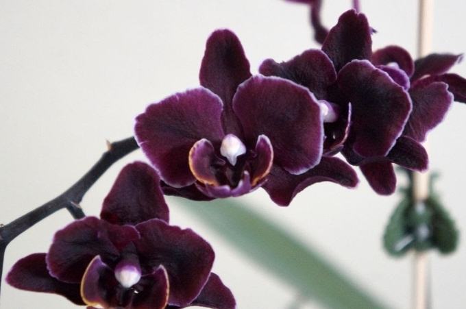 蘭花氣根修剪方法