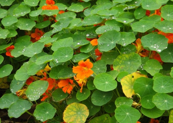 金蓮花副作用 金蓮花副作用