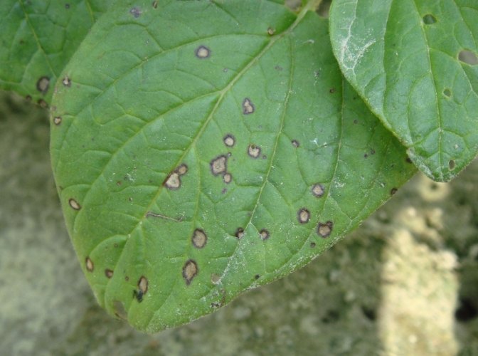 葉斑病症狀 葉斑病症狀