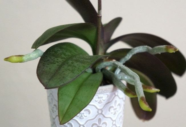 蘭花氣根修剪方法