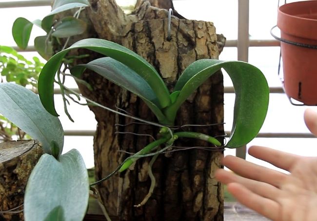 蘭花氣根過多原因