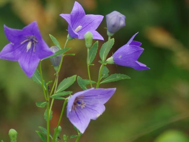 友情花語 友情花語