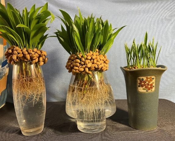 福木种子处理技巧