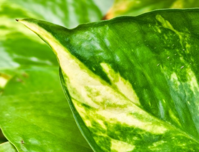 黃金葛修剪時機 黃金葛修剪時機