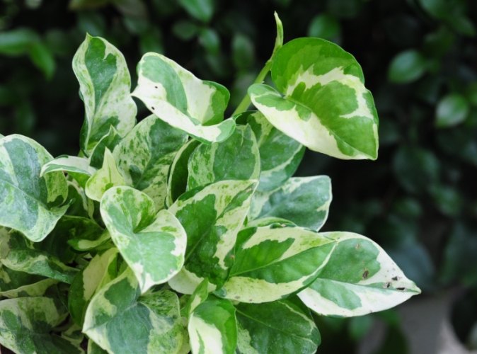 黃金葛根黑功效 黃金葛根黑功效