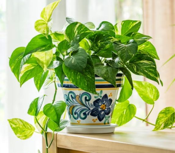 黃金葛修剪時機 黃金葛修剪時機