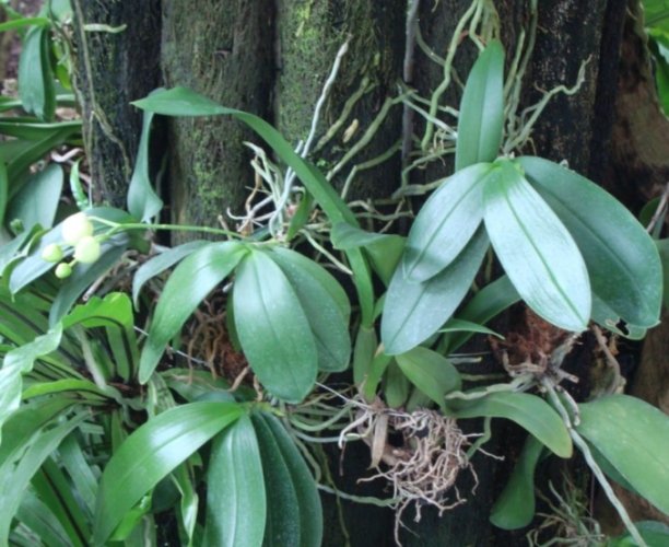 蘭花氣根過多原因