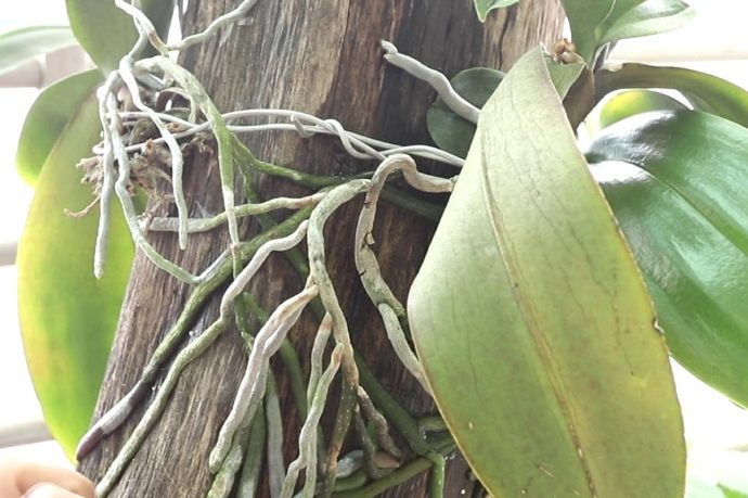 蘭花氣根修剪方法