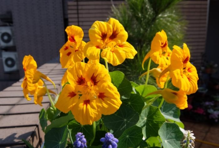 金蓮花副作用 金蓮花副作用