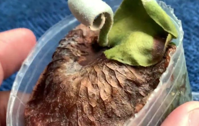 水苔更換時間 水苔更換時間