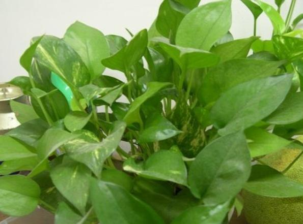 黃金葛氣根修剪方法 黃金葛氣根修剪方法